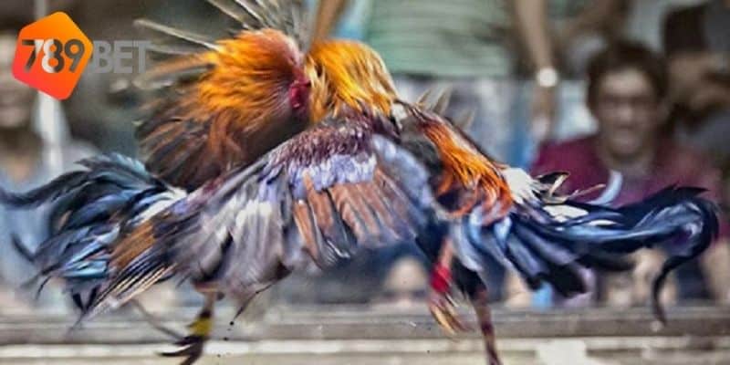 gà đá trực tiếp thomo