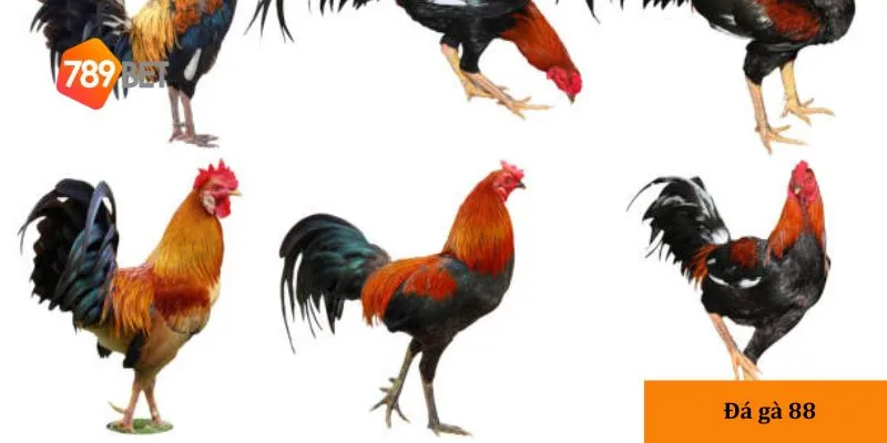 Giới thiệu về đá gà 88
