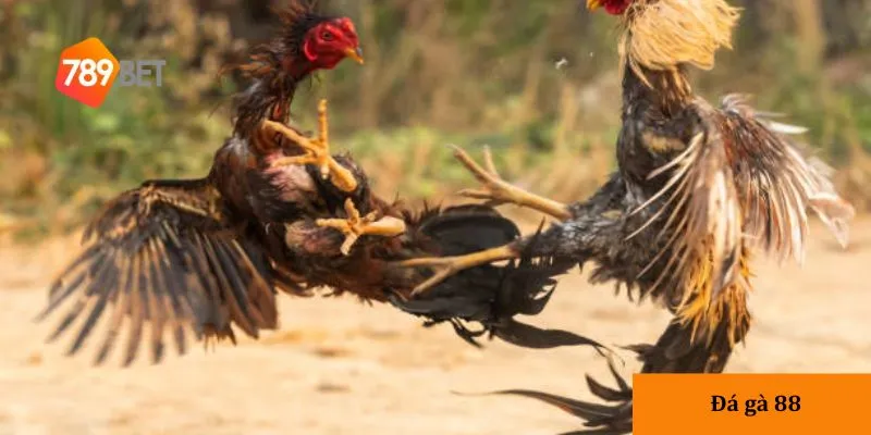 Các loại cược trong bộ môn này