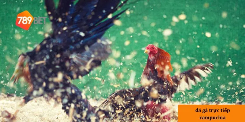 Giới thiệu đá gà trực tiếp Campuchia