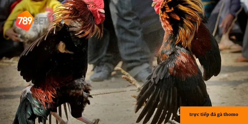 Cách thức tham gia đá gà