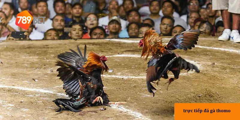 Cập nhật kết quả và đặt cược trực tuyến ở nhà cái