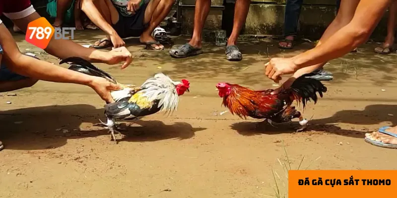 Hướng dẫn theo dõi đá gà cựa sắt Thomo tại 789bet