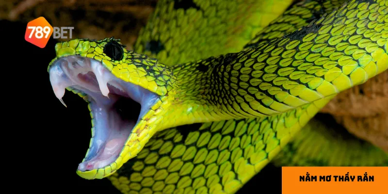 Ý nghĩa của nằm mơ thấy rắn phụ thuộc rất nhiều vào hoàn cảnh cụ thể và cảm xúc của bạn khi mơ.