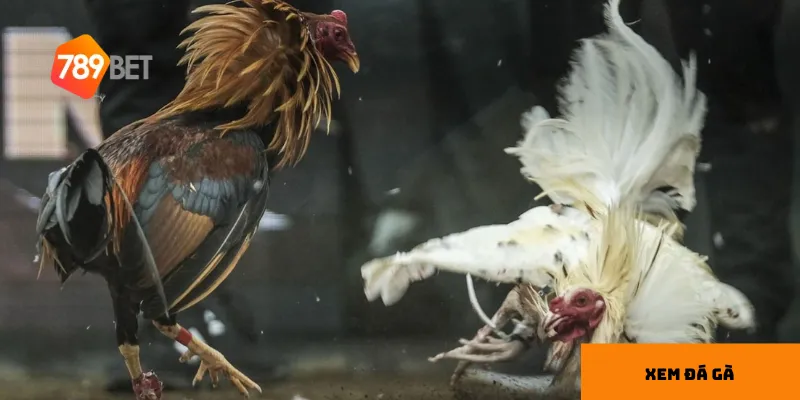 Ưu điểm khi xem đá gà tại nhà cái