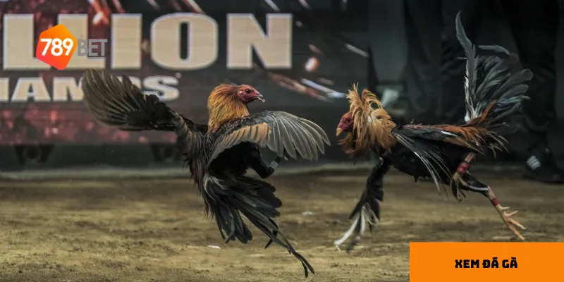 3 giải đấu đá gà nổi bật khi xem online đáng thử