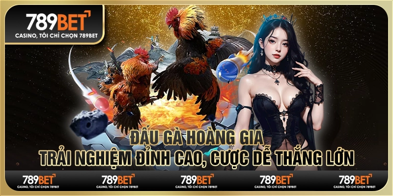 Đấu gà hoàng gia: Trải nghiệm đỉnh cao, cược dễ thắng lớn