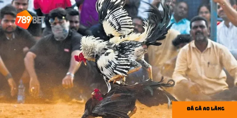 Quan sát phong độ gà chiến giúp tăng độ chính xác trong dự đoán.