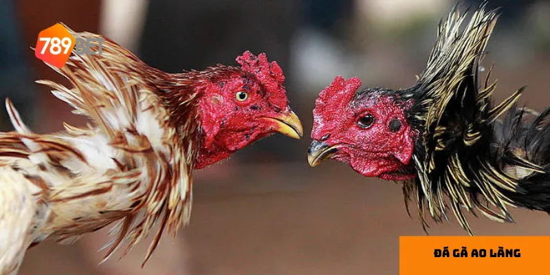 Những trận đấu đầy kịch tính khiến người xem không thể rời mắt.