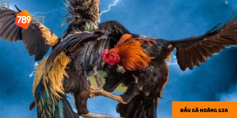 Quy mô chuyên nghiệp tăng tính hấp dẫn cho các trận đấu.