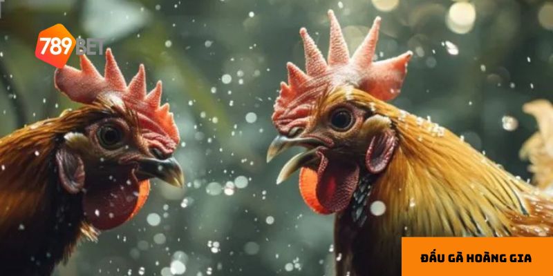 Phân tích đối thủ giúp dự đoán kết quả chính xác hơn.