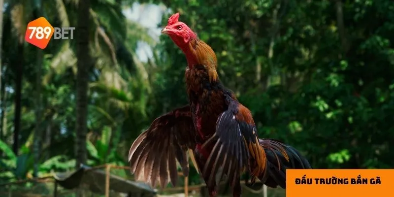 Đồ họa sống động làm tăng thêm sự hấp dẫn của đấu trường.