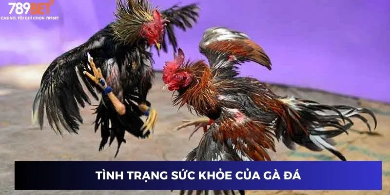 Tình trạng sức khỏe của gà đá