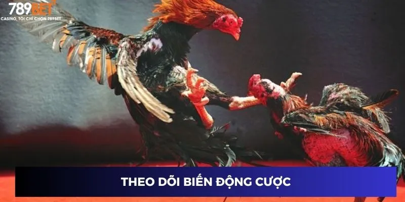 Theo dõi biến động cược