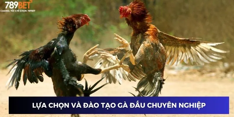 Lựa chọn và đào tạo gà đấu chuyên nghiệp