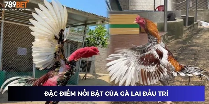 Đặc điểm nổi bật của gà lai đấu trí