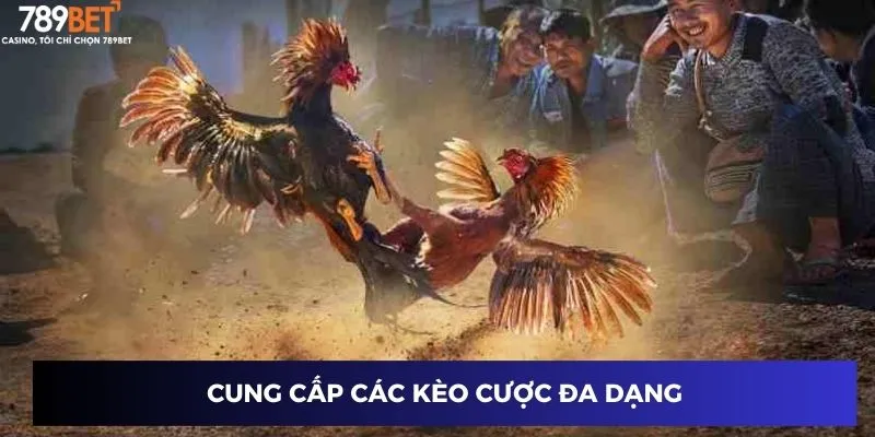 Cung cấp các kèo cược đa dạng