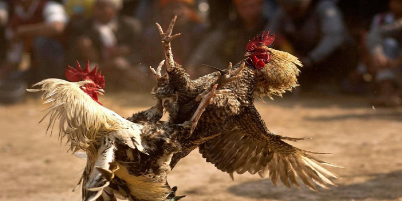 cac-tran-dau-ga-thomo-dien-ra-o-nhieu-cap-do