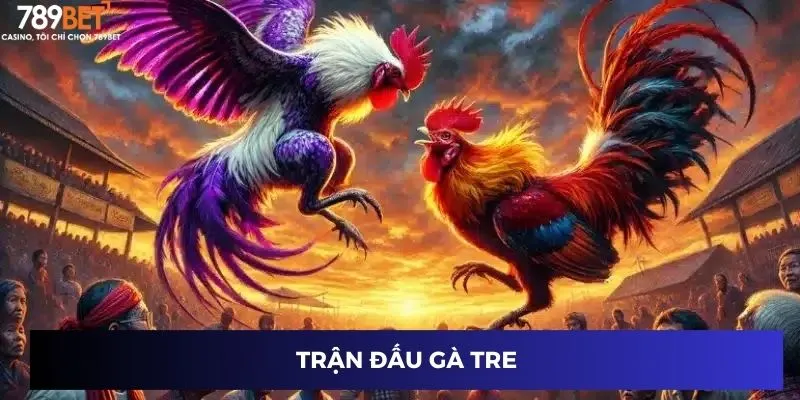 Trận đấu gà tre