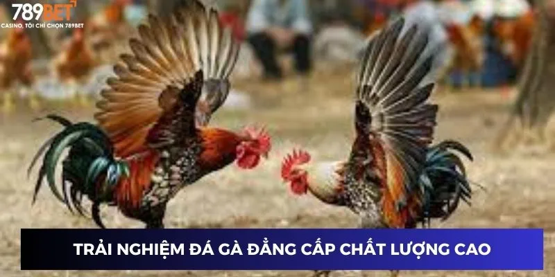 Trải nghiệm Đá Gà Đẳng Cấp chất lượng cao