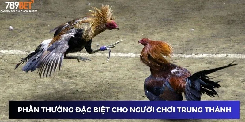 Phần thưởng đặc biệt cho người chơi trung thành