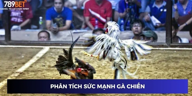 Phân tích sức mạnh gà chiến