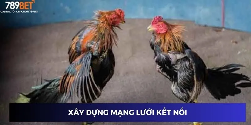 Xây dựng mạng lưới kết nối