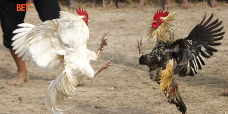 Phần thưởng hấp dẫn khi thắng cược