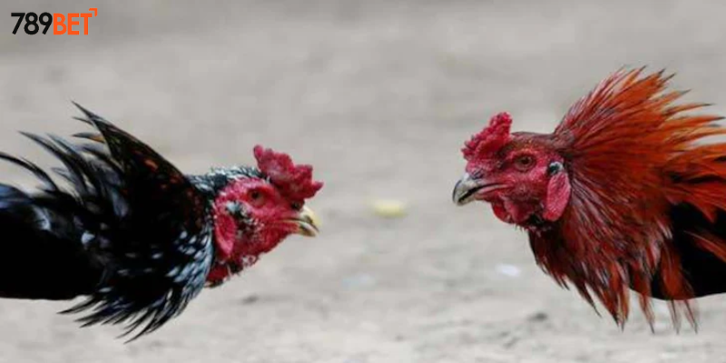 Tham gia đá gà cựa tròn truyền thống