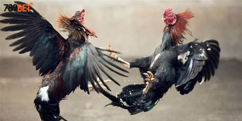 Cách xem trận đấu dễ dàng