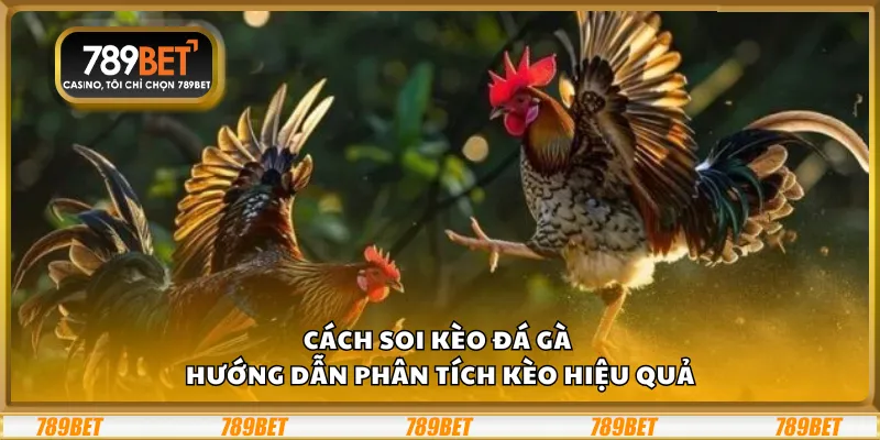 Cách soi kèo đá gà – Hướng dẫn phân tích kèo hiệu quả