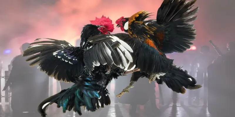 Thông tin về phương pháp soi kèo đá gà